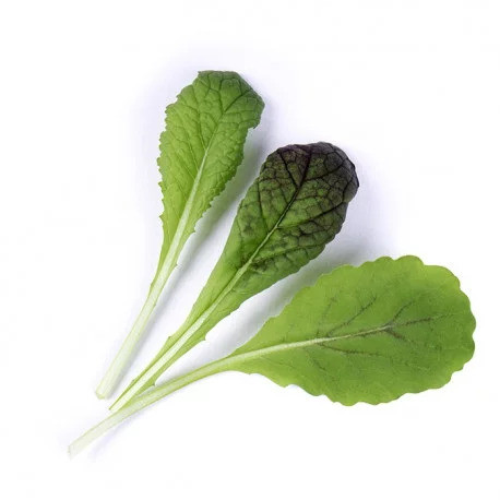 Véritable Lingot Muștar roșu cu frunze - BIO